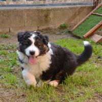 Cucciola di Pastore Australiano