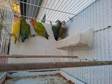 Inseparabili da cedere