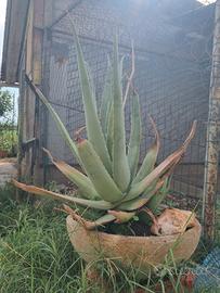 aloe vera