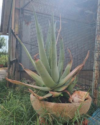aloe vera