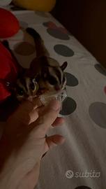 Petauro dello zucchero