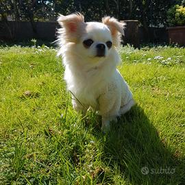 Chihuahua femmina con pedigree enci