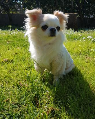 Chihuahua femmina con pedigree enci