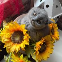 British shorthair Blu