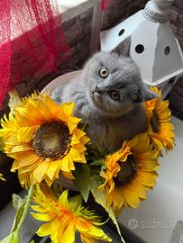 British shorthair Blu