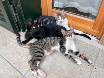 3 gattine di 4 mesi
