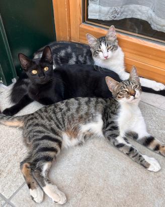 3 gattine di 4 mesi