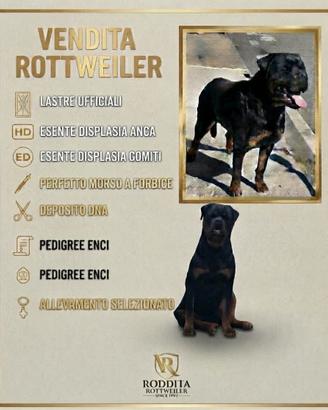 Rottweiler