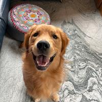 Golden Retriever per accoppiamento