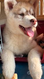 cucciolo di siberiana husky occhi azzurri
