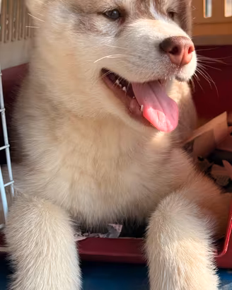 cucciolo di siberiana husky occhi azzurri