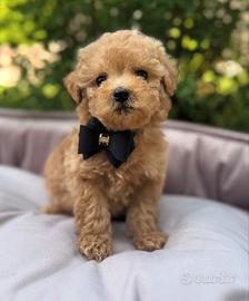 Maltipoo toy albicocca