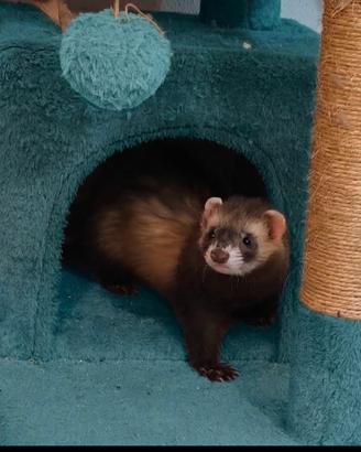 Furetto