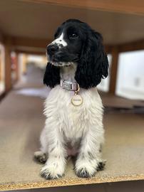 Cucciola di cocker spaniel