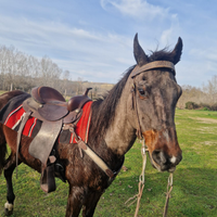 Cavallo quarter horse