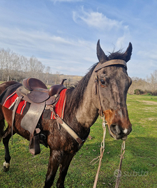 Cavallo quarter horse