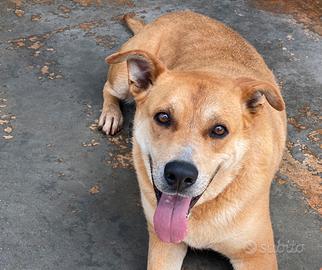 Adotta Mirandola dal canile