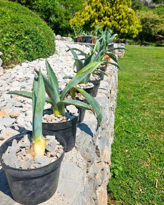PIANTE DI AGAVE
