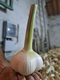 Aglione della Valdichiana