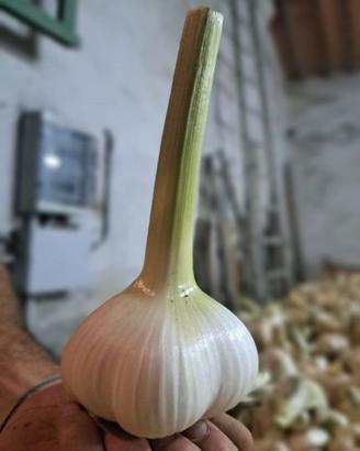 Aglione della Valdichiana