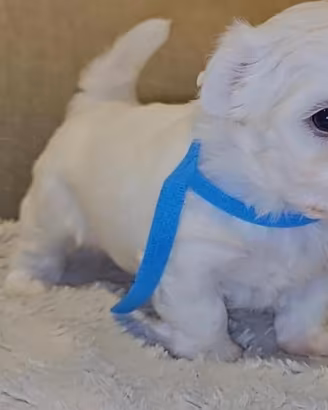 Maltese toy