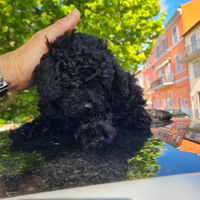 Barboni nani piccoli disponibili da subito