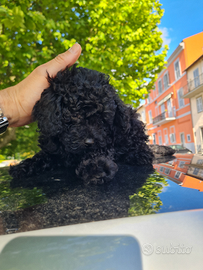 Barboni nani piccoli disponibili da subito