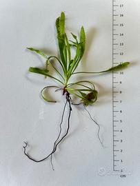 Pianta carnivora Drosera capensis