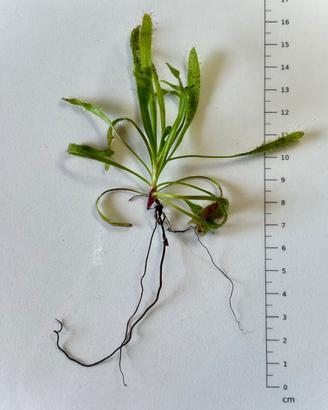 Pianta carnivora Drosera capensis