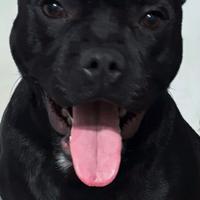 Staffordshire bull terrier stallone