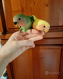 Inseparabili allevati a mano, pappagalli, uccelli