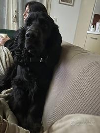 Cocker femmina per monta