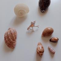 Conchiglie da collezione 
