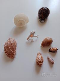 Conchiglie da collezione 