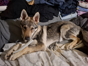 Lupo cecoslovacco 3 mesi