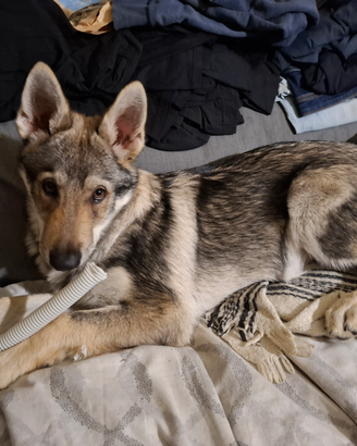 Lupo cecoslovacco 3 mesi