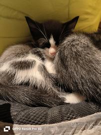 Gattini