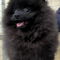 Spitz Pomerania