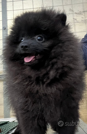 Spitz Pomerania