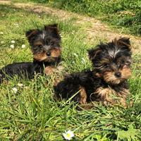 Cuccioli Yorkshire Toy