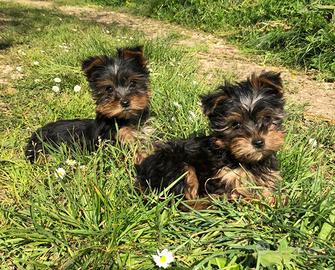 Cuccioli Yorkshire Toy