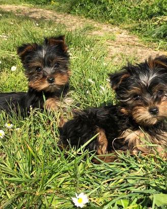 Cuccioli Yorkshire Toy
