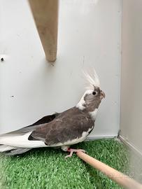 Calopsite pappagalli