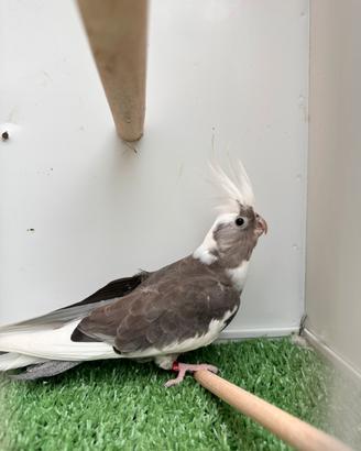 Calopsite pappagalli