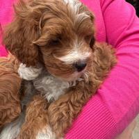 Cuccioli Maltipoo