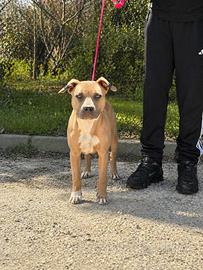 Pit bull