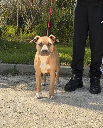 Pit bull