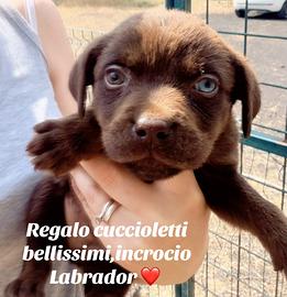 Labrador
