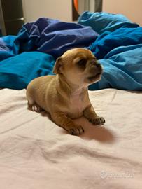 Cucciolo chihuahua