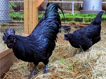 Ayam Cemani